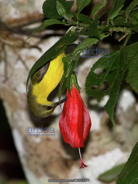 : Olive-backed Sunbird : Olive-backed Sunbird
