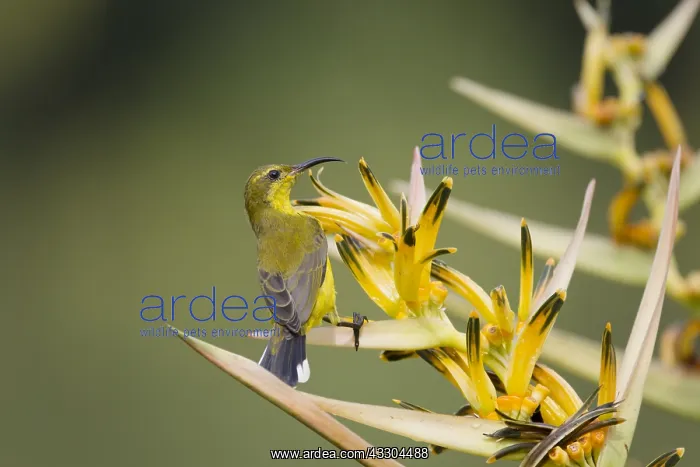  : Olive-backed Sunbird - female feeding on Heliconia