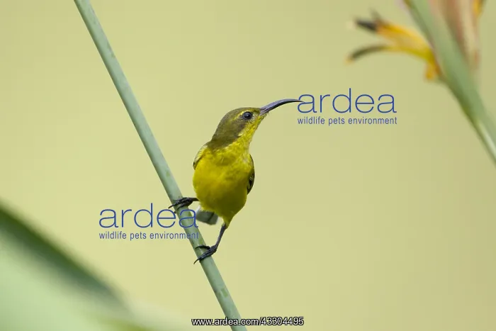  : Olive-backed Sunbird - female feeding on Heliconia