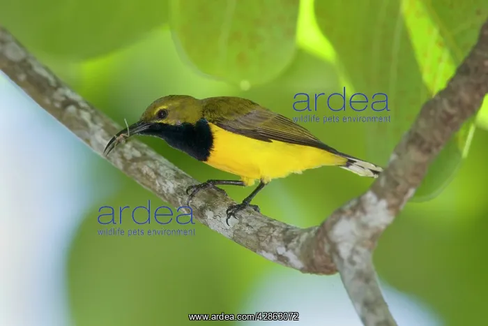 : Olive-backed Sunbird - male adult sitting on a : Olive-backed Sunbird - male adult sitting on a