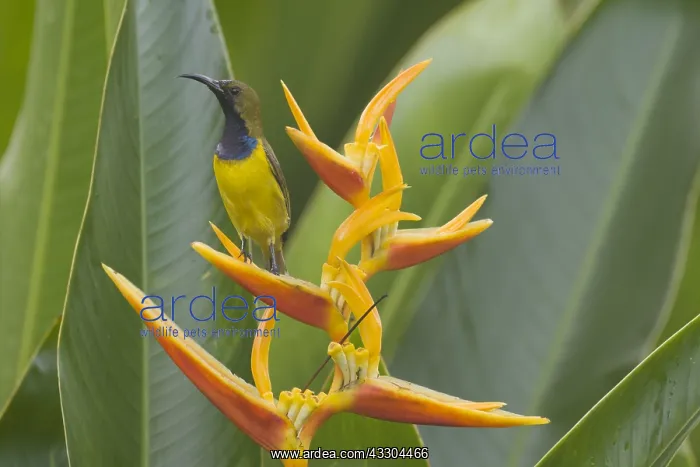  : Olive-backed Sunbird - male feeding on Heliconia