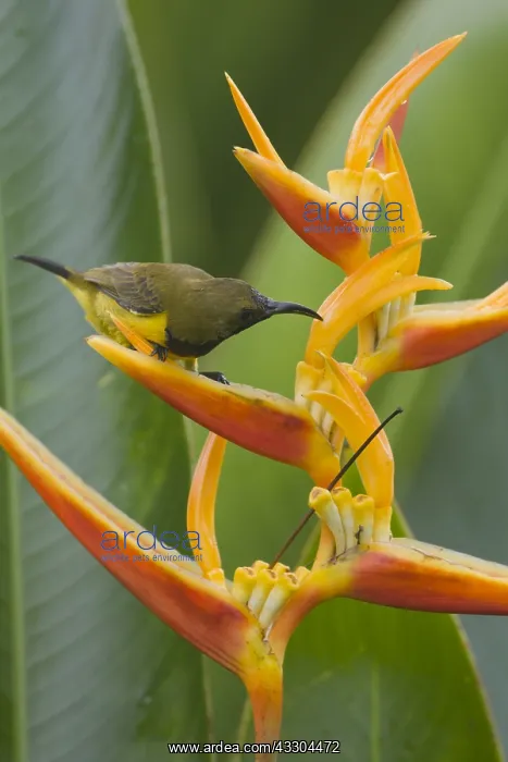  : Olive-backed Sunbird - male feeding on Heliconia