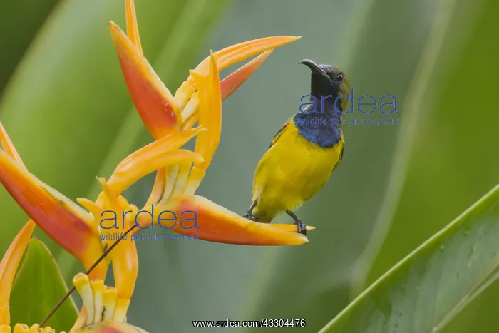  : Olive-backed Sunbird - male feeding on Heliconia
