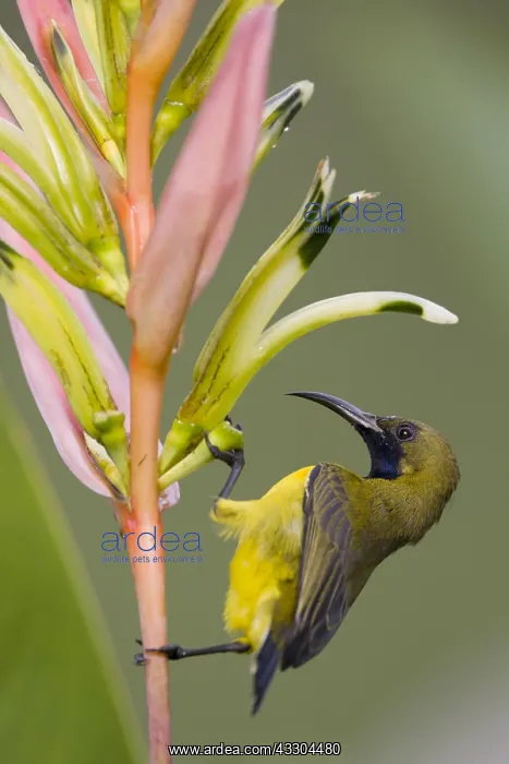  : Olive-backed Sunbird - male feeding on Heliconia