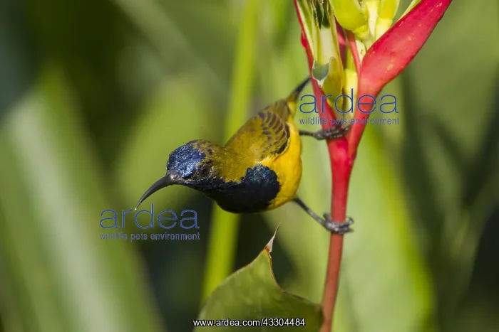  : Olive-backed Sunbird - male feeding on Heliconia