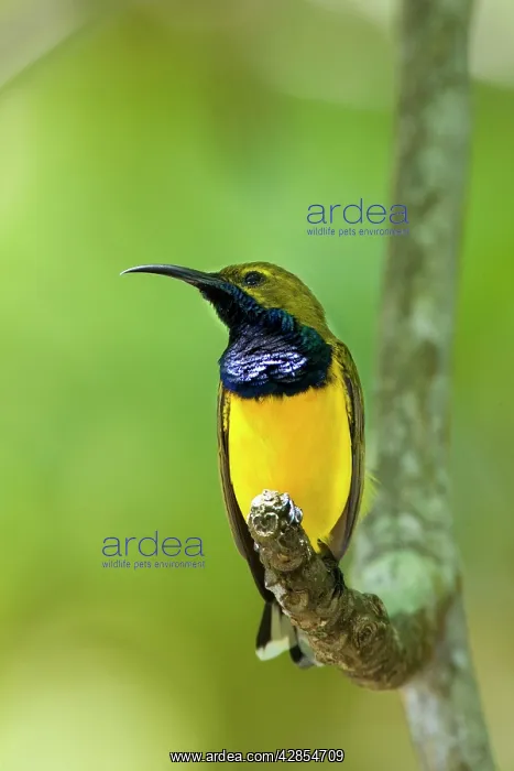 : Olive-backed / Yellow-bellied Sunbird - colourful male : Olive-backed / Yellow-bellied Sunbird - colourful male
