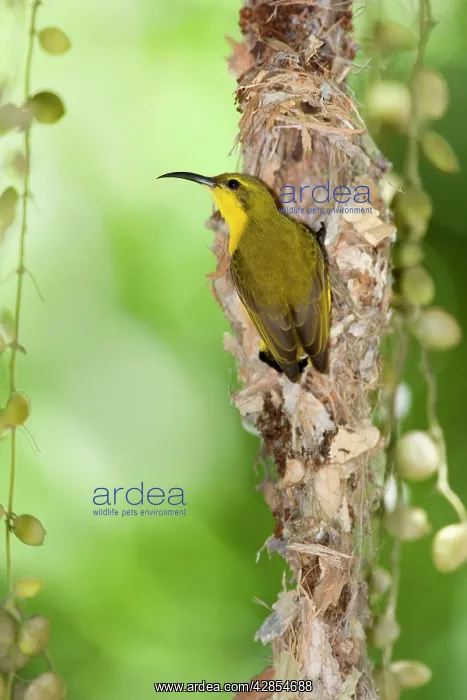 : Olive-backed / yellow-bellied Sunbird - female : Olive-backed / yellow-bellied Sunbird - female