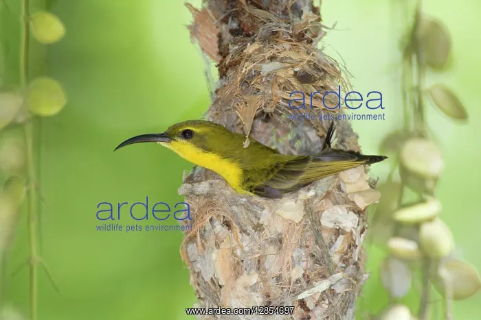 : Olive-backed / yellow-bellied Sunbird - female : Olive-backed / yellow-bellied Sunbird - female