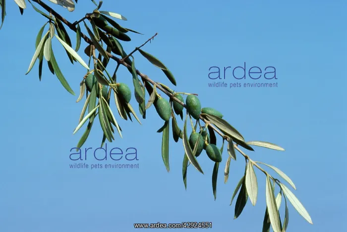  : OLIVE BRANCH
