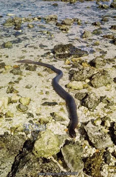 : Olive-brown Sea Snake : Olive-brown Sea Snake