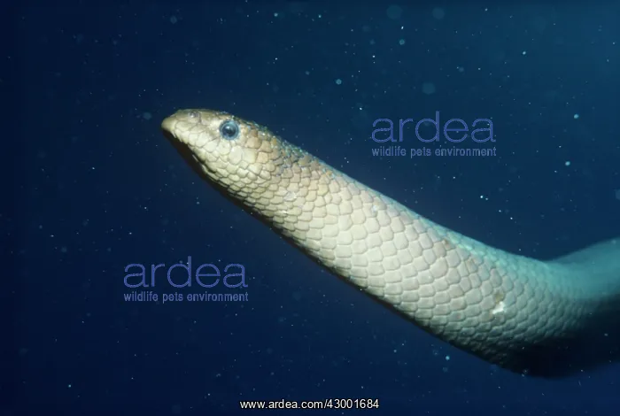 : Olive-brown Sea Snake - head detail : Olive-brown Sea Snake - head detail