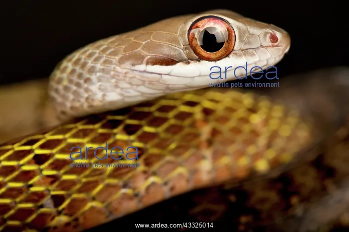 : Olive forest racer (Dendrophidion dendrophis), o : Olive forest racer (Dendrophidion dendrophis), o
