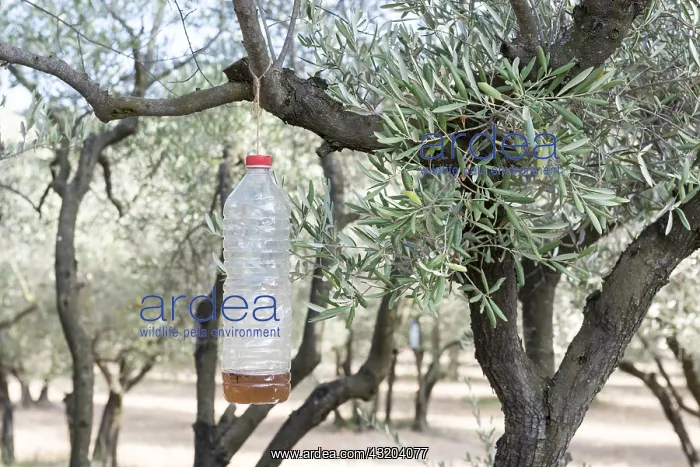 : Olive fruit fly trap in olive grove, Alpilles, Provence : Olive fruit fly trap in olive grove, Alpilles, Provence