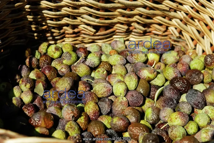 : Olive Fruit - picked in a basket : Olive Fruit - picked in a basket