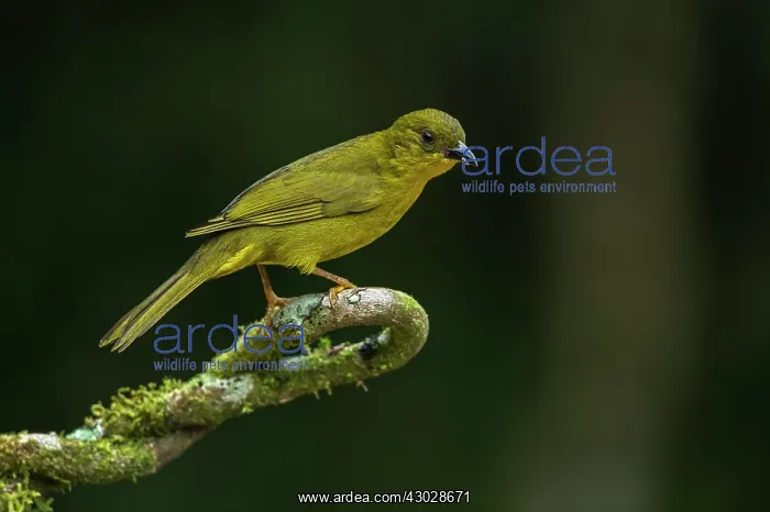 : Olive-green Tanager, Atlantic Forest, Sao Paulo : Olive-green Tanager, Atlantic Forest, Sao Paulo