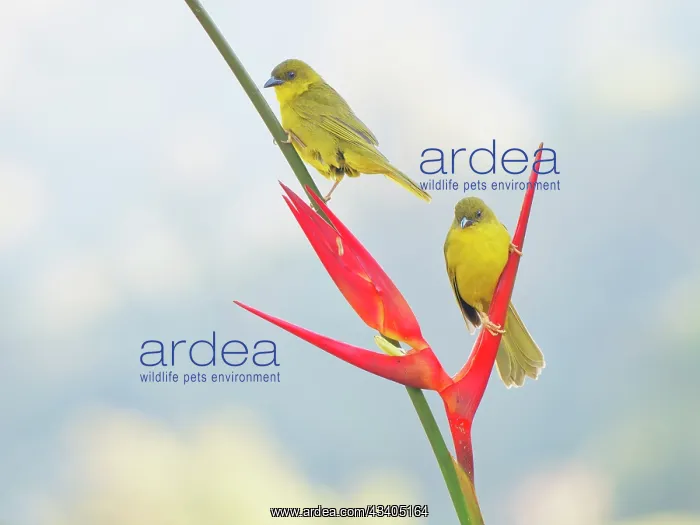 : Olive Green Tanager on Heliconia flower Orthogonys