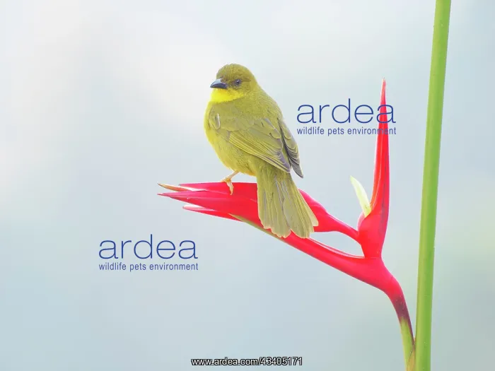  : Olive Green Tanager on Heliconia flower Orthogonys