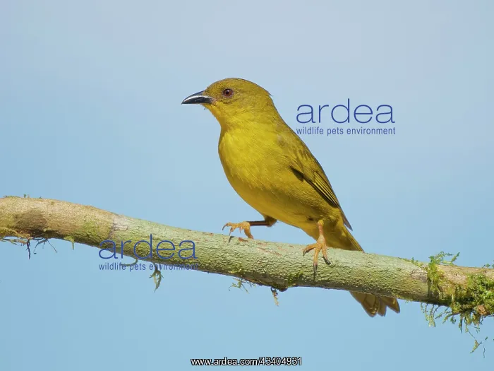 : Olive Green Tanager Orthogonys chloricterus Atlantic : Olive Green Tanager Orthogonys chloricterus Atlantic