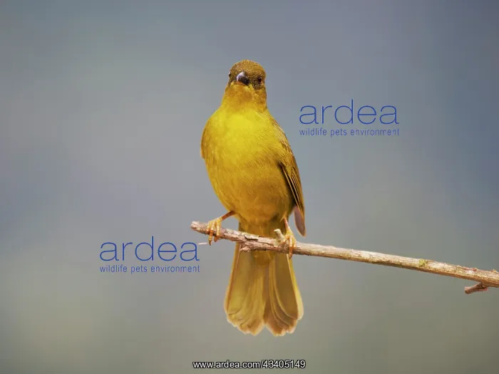  : Olive Green Tanager Orthogonys chloricterus Atlantic