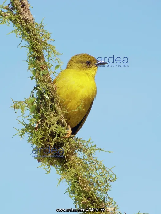 : Olive Green Tanager Orthogonys chloricterus Atlantic : Olive Green Tanager Orthogonys chloricterus Atlantic