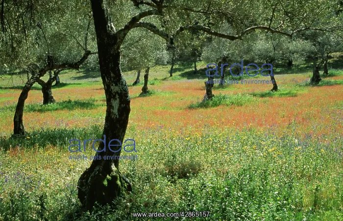 : Olive Grove : Olive Grove