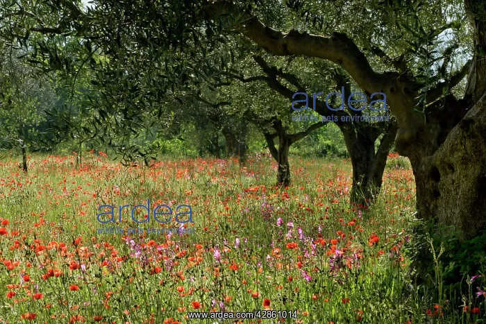 : Olive grove - with flowering meadow of Field Gladiolus : Olive grove - with flowering meadow of Field Gladiolus