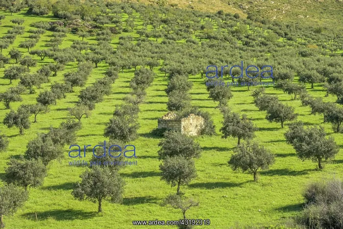 : Olive grove near Custonaci, western Sicily, Italy : Olive grove near Custonaci, western Sicily, Italy