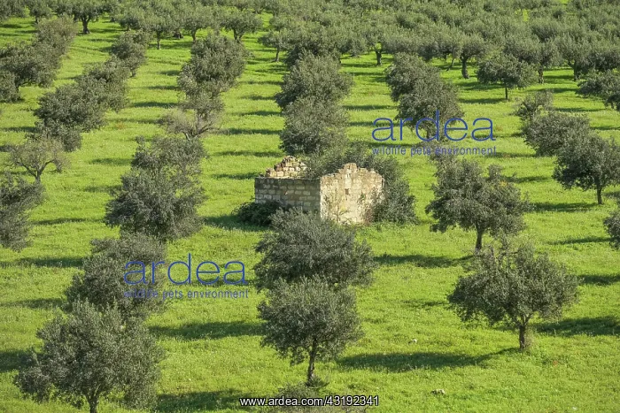 : Olive grove near Custonaci, western Sicily, Italy : Olive grove near Custonaci, western Sicily, Italy