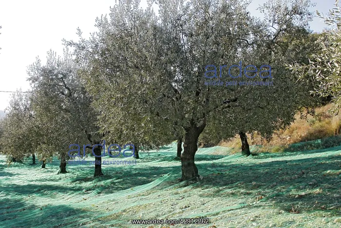 : Olive Grove, prepared for picking : Olive Grove, prepared for picking