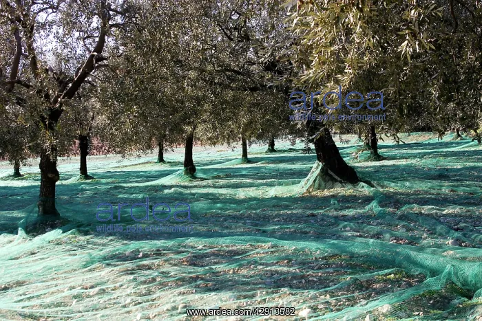 : Olive Grove - prepared for picking : Olive Grove - prepared for picking