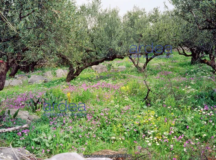: Olive Grove - with wildflowers : Olive Grove - with wildflowers