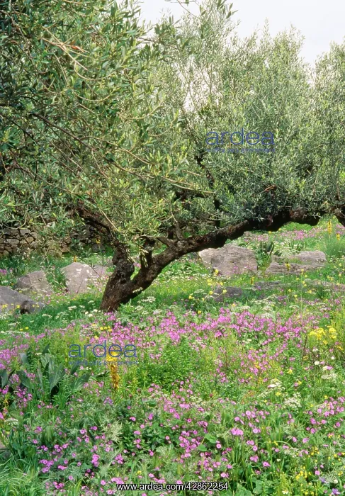 : Olive Grove - with wildflowers : Olive Grove - with wildflowers
