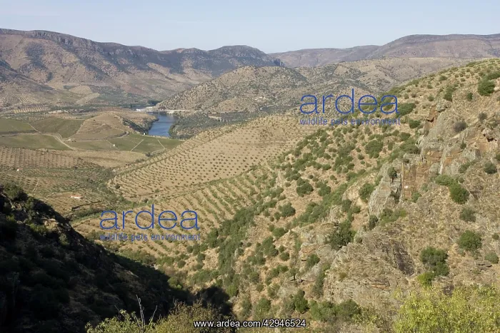 : Olive groves : Olive groves