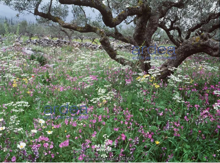 : OLIVE GROVES : OLIVE GROVES