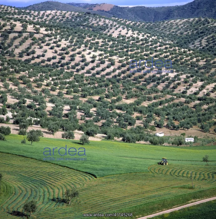 : Olive groves in Andalusia, Spain : Olive groves in Andalusia, Spain