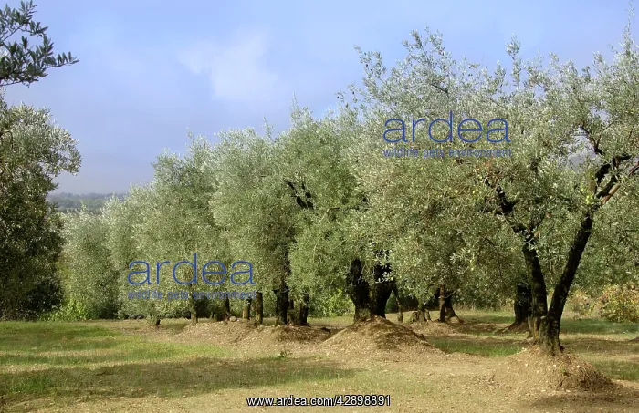 : Olive groves - autumn : Olive groves - autumn
