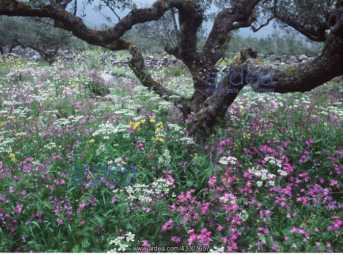 : OLIVE GROVES - flowery old olive grove : OLIVE GROVES - flowery old olive grove