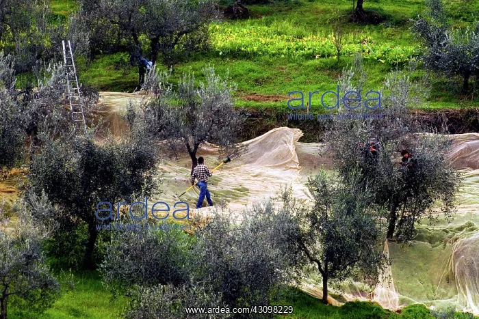 : Olive harvest, Italy : Olive harvest, Italy