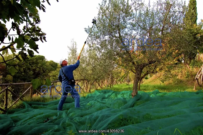 : Olive harvest, Italy : Olive harvest, Italy