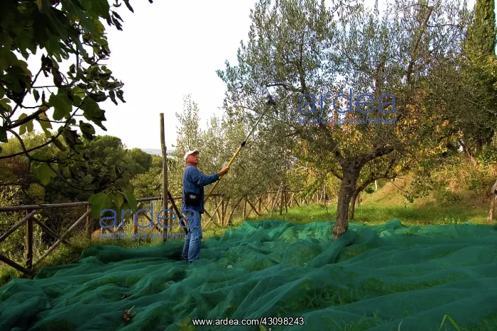 : Olive harvest, Italy : Olive harvest, Italy