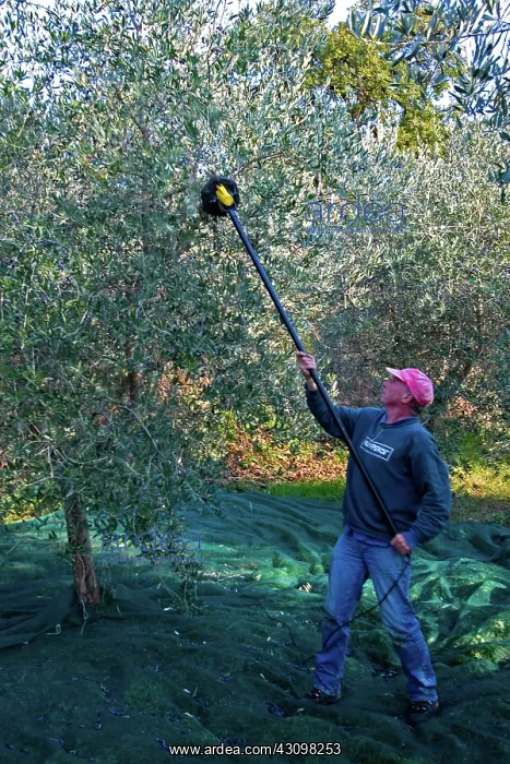 : Olive harvesting, Italy : Olive harvesting, Italy