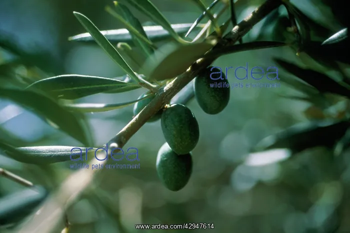 : Olive, Olea europea : Olive, Olea europea