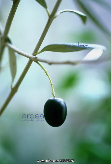 : Olive, Olea europea : Olive, Olea europea