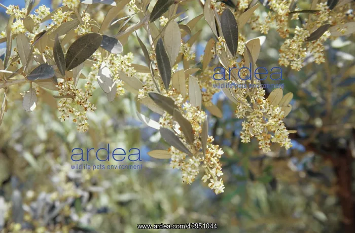 : Olive, Olea europea : Olive, Olea europea