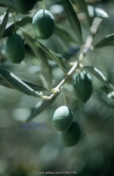 : Olive, Olea europea : Olive, Olea europea