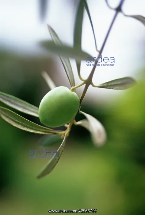 : Olive, Olea europea : Olive, Olea europea
