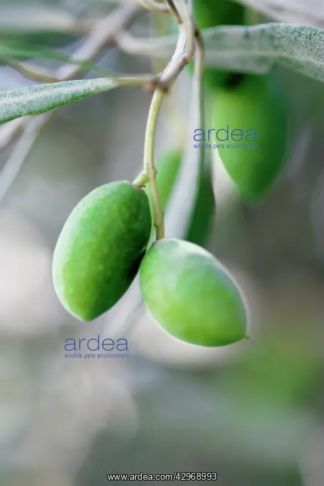 : Olive, Olea europea : Olive, Olea europea