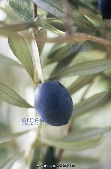 : Olive, Olea europea : Olive, Olea europea