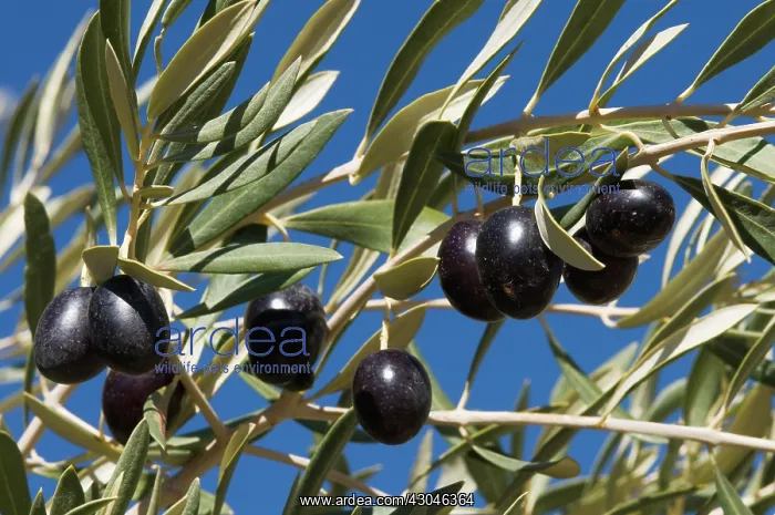 : Olive, Olea europea : Olive, Olea europea