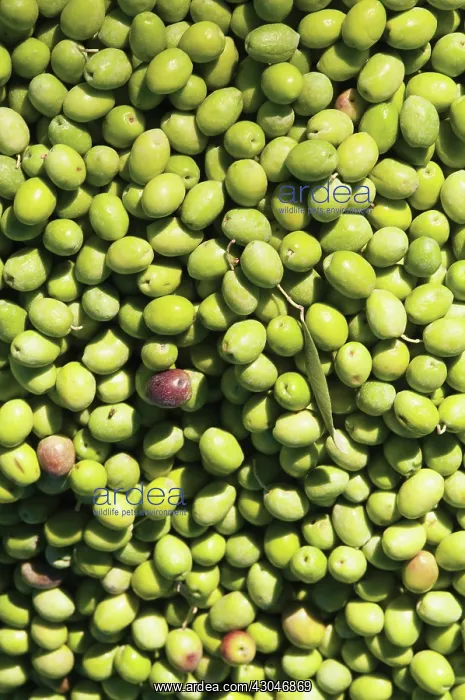 : Olive, Olea europea : Olive, Olea europea